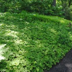Location: Jenkins Arboretum in Berwyn, Pennsylvania
Date: 2019-06-09
huge patch being a groundcover