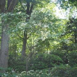 Location: Jenkins Arboretum in Berwyn, Pennsylvania
Date: 2019-06-09
a specimen in part-shade