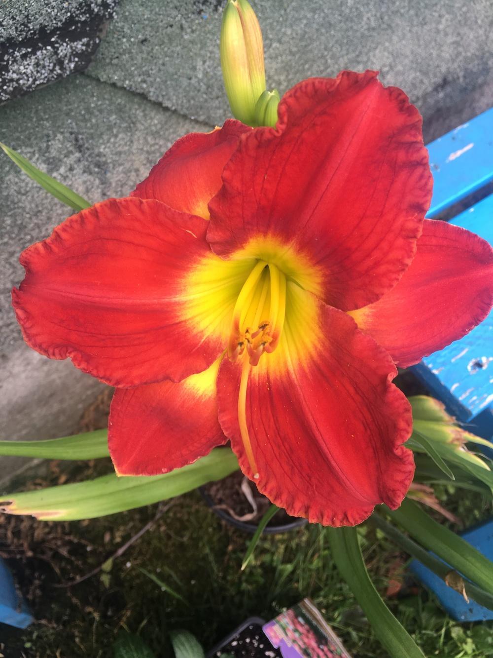 Photo of Daylily (Hemerocallis 'Passion for Red') uploaded by LauraAnn57