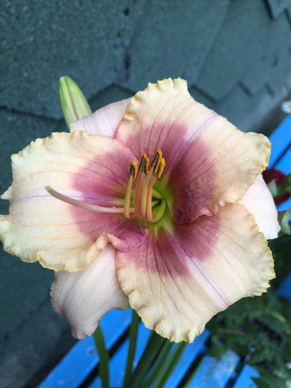 Photo of Daylily (Hemerocallis 'Exotic Candy') uploaded by LauraAnn57
