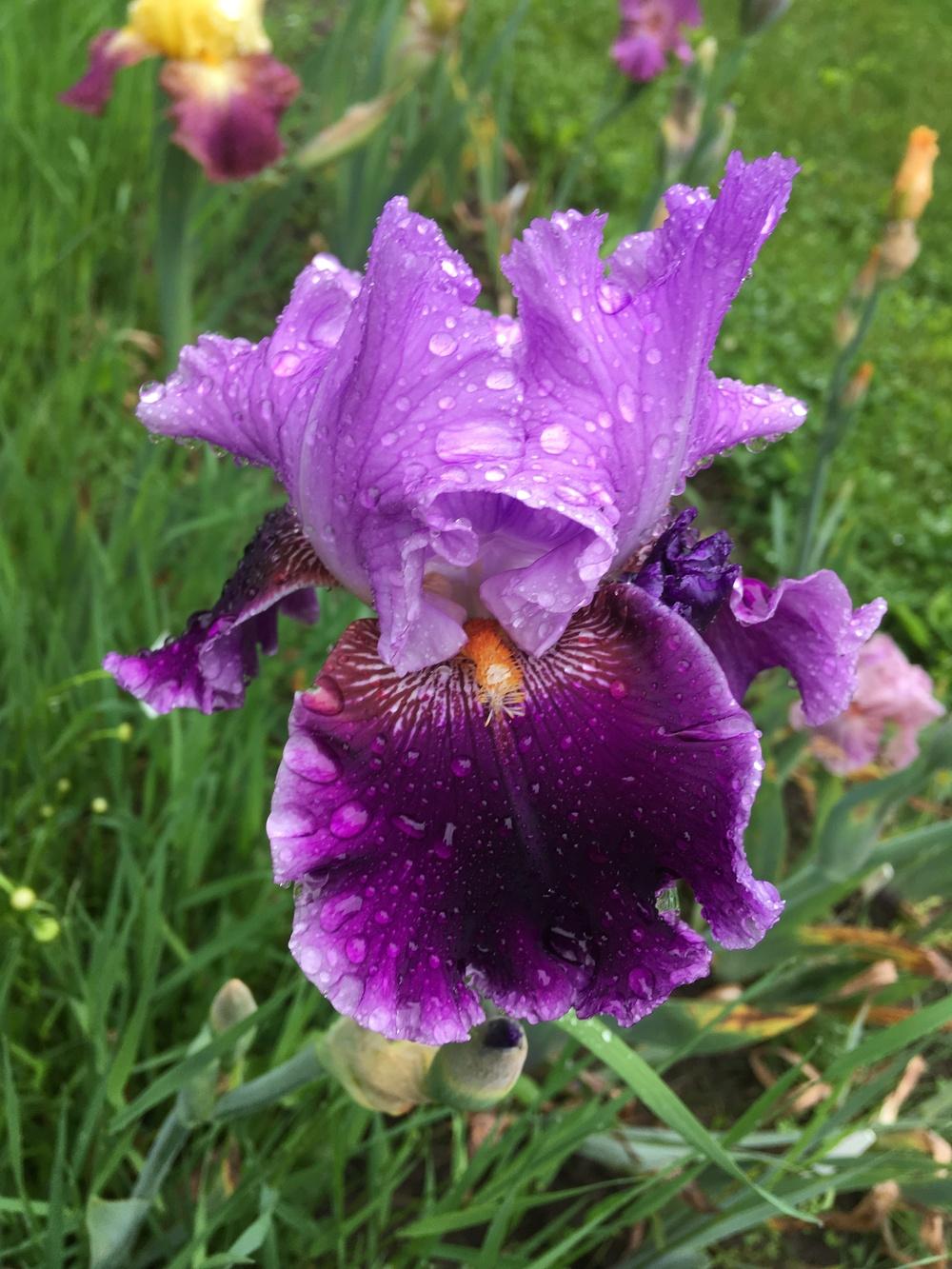 Photo of Tall Bearded Iris (Iris 'About Town') uploaded by Lbsmitty
