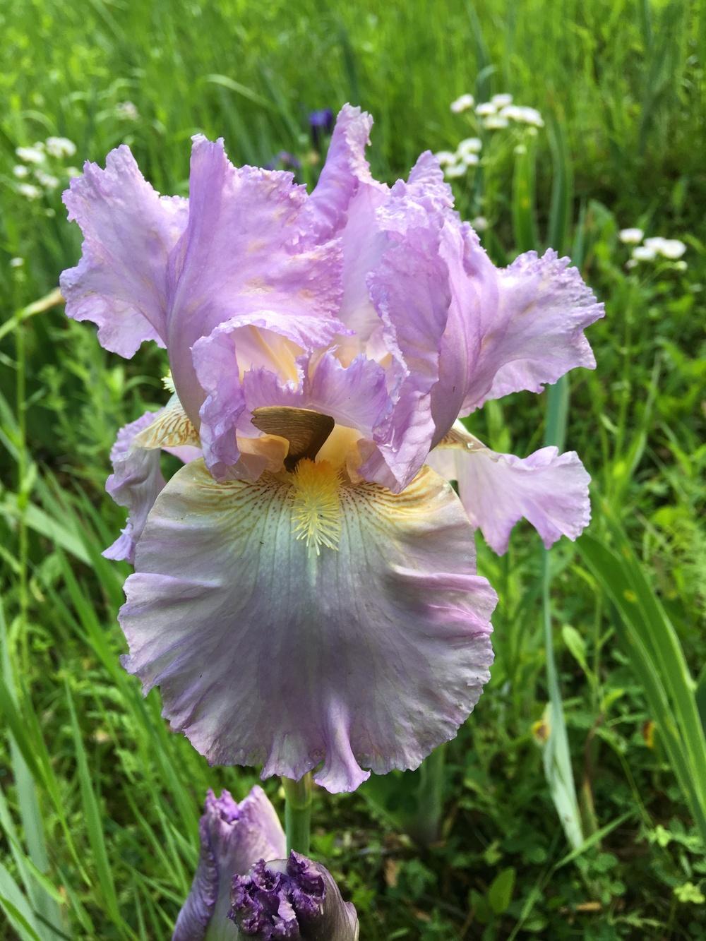 Photo of Tall Bearded Iris (Iris 'Lace Jabot') uploaded by Lbsmitty