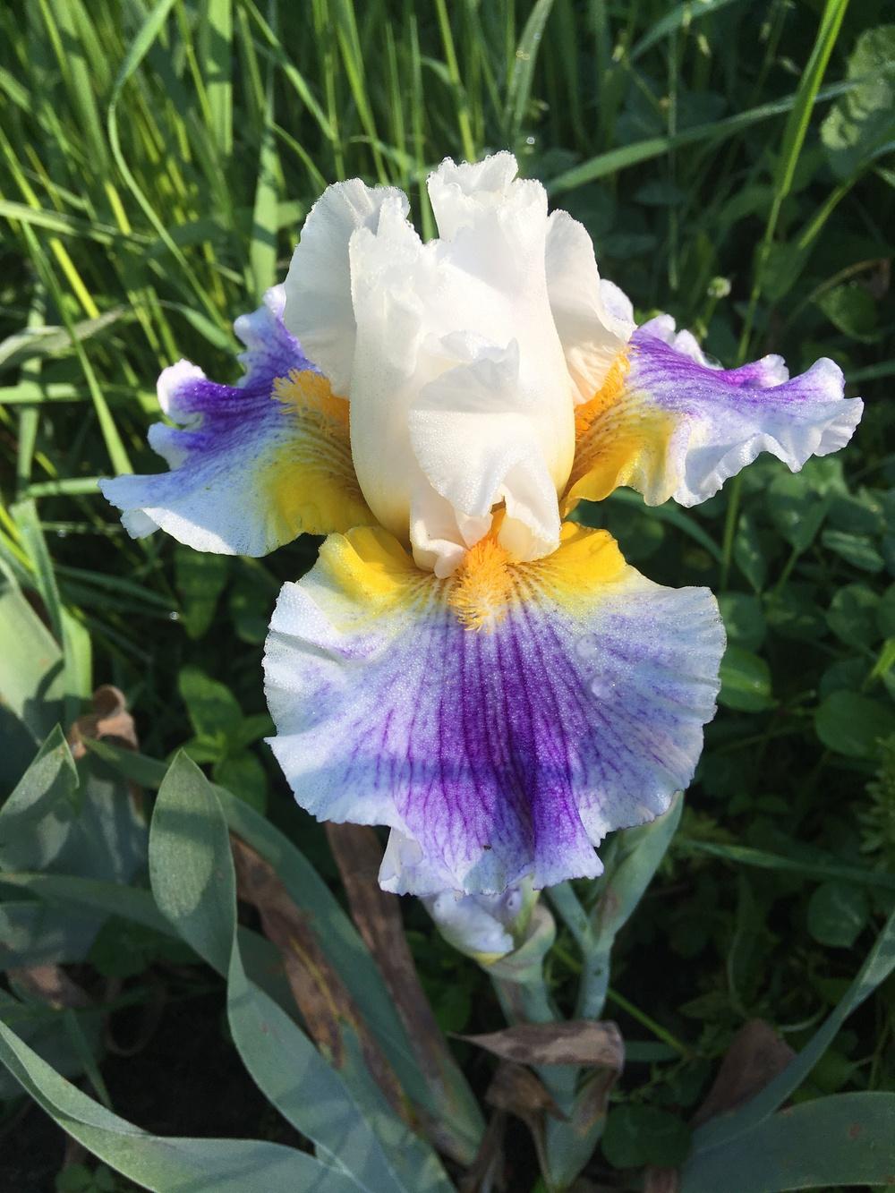 Photo of Tall Bearded Iris (Iris 'Painter's Touch') uploaded by Lbsmitty