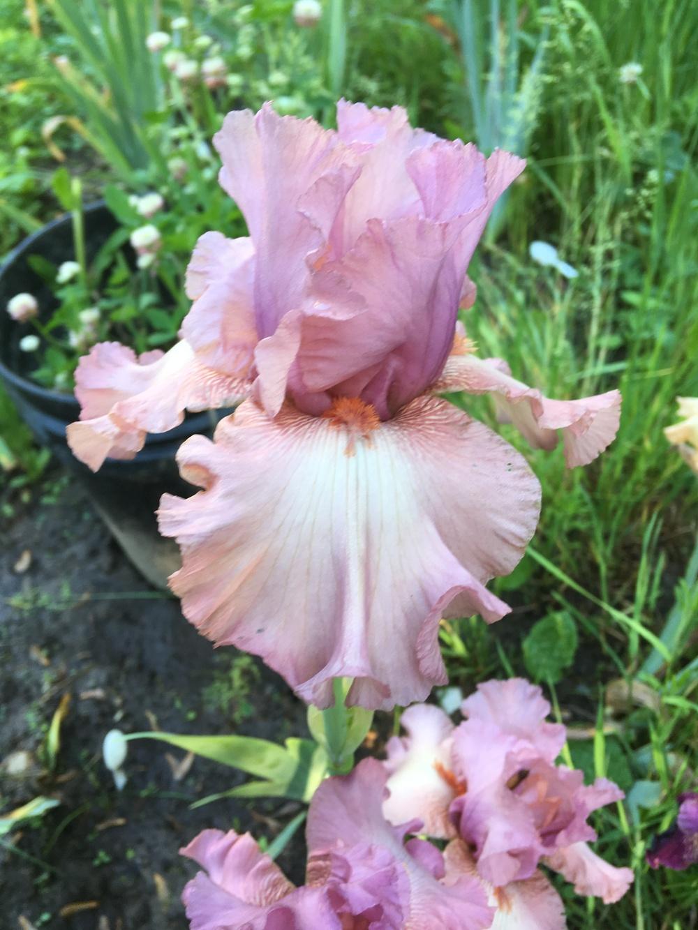 Photo of Tall Bearded Iris (Iris 'Company of One') uploaded by Lbsmitty