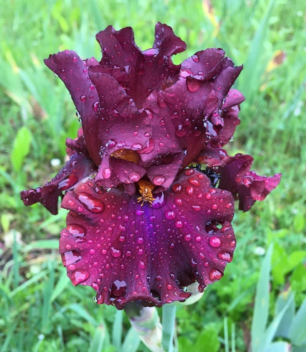 Photo of Tall Bearded Iris (Iris 'Red Skies') uploaded by Lbsmitty