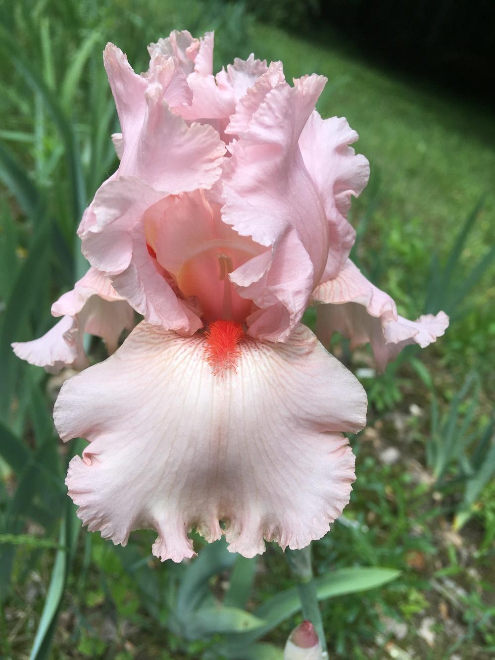 Photo of Tall Bearded Iris (Iris 'Larue Boswell') uploaded by Lbsmitty