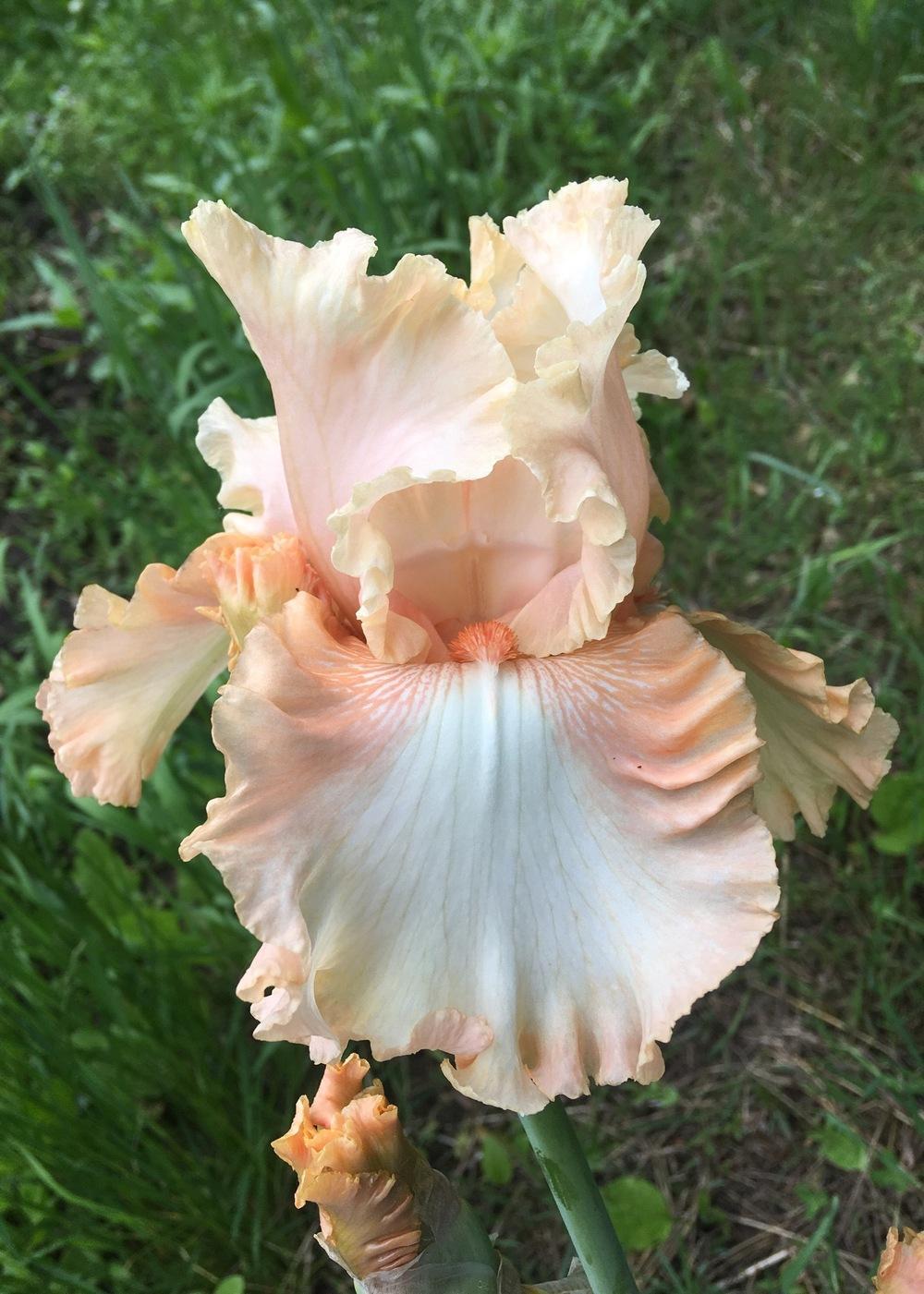 Photo of Tall Bearded Iris (Iris 'Peaches and Dreams') uploaded by Lbsmitty