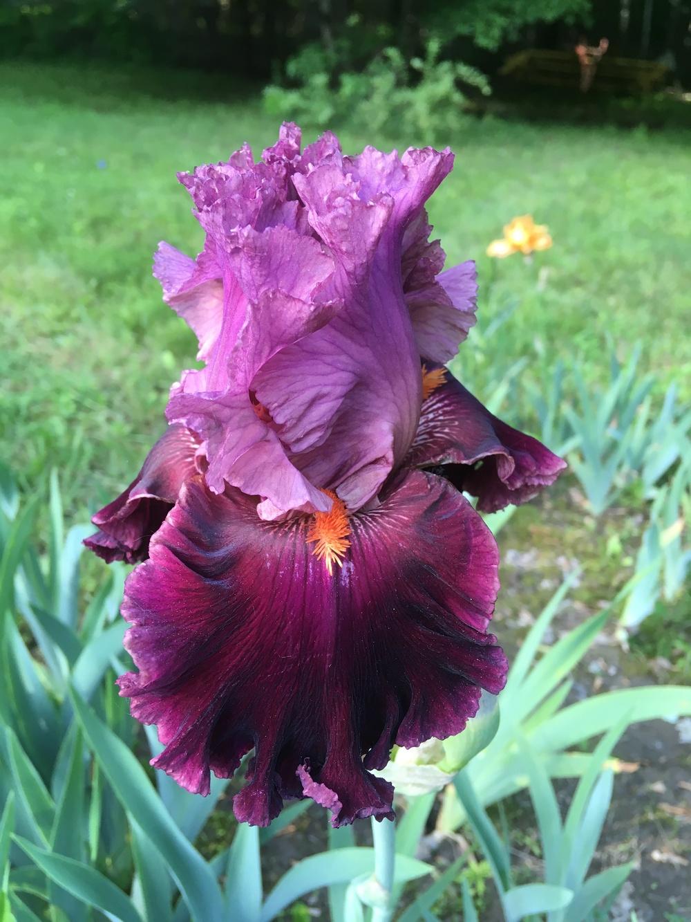Photo of Tall Bearded Iris (Iris 'Rarer than Rubies') uploaded by Lbsmitty