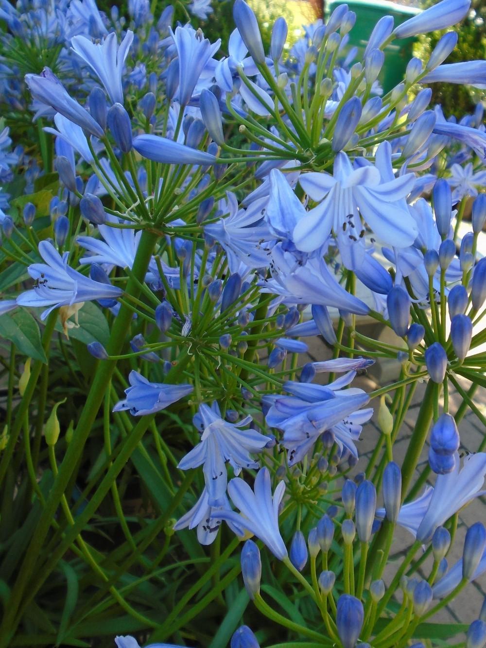 Photo of Dwarf Blue Lily of the Nile (Agapanthus 'Peter Pan Blue') uploaded by Paul2032