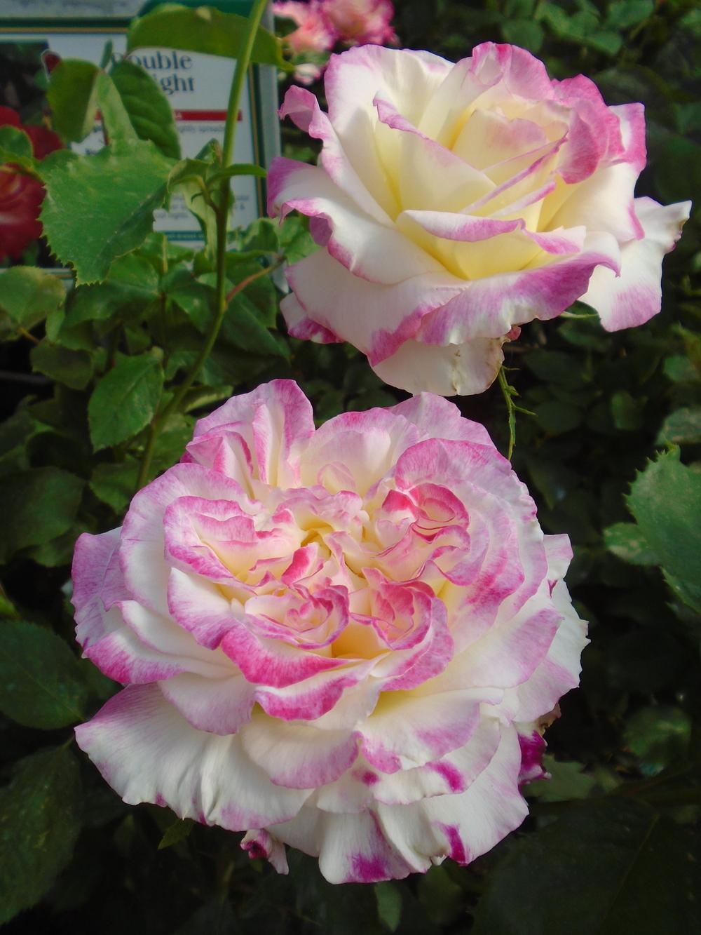 Photo of Hybrid Tea Rose (Rosa 'Double Delight') uploaded by Paul2032
