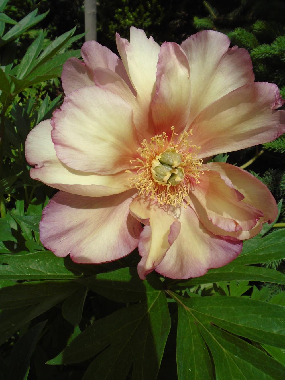 Photo of Intersectional Peony (Paeonia 'Julia Rose') uploaded by Paul2032