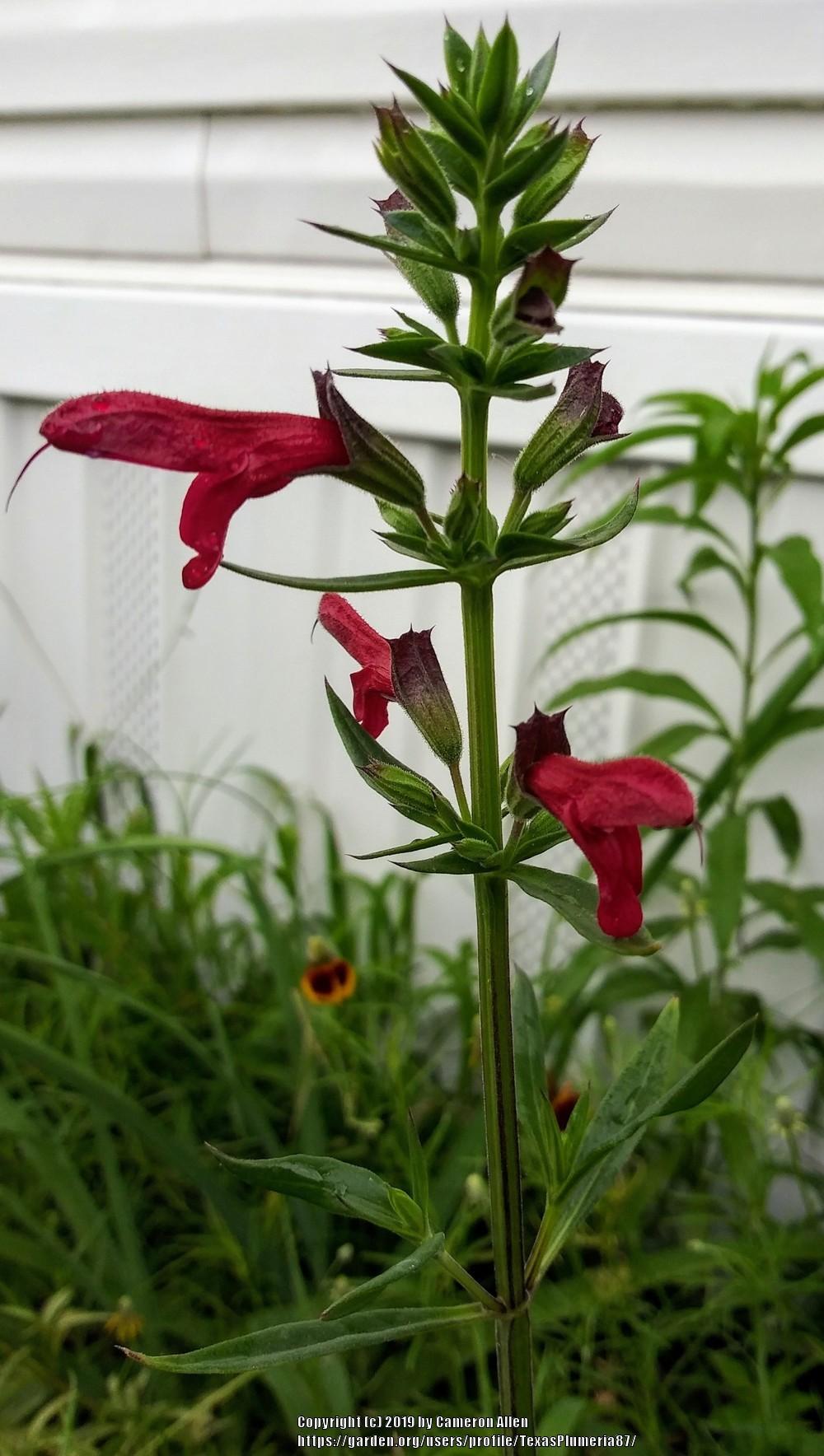 Photo of Big Red Sage (Salvia penstemonoides) uploaded by TexasPlumeria87