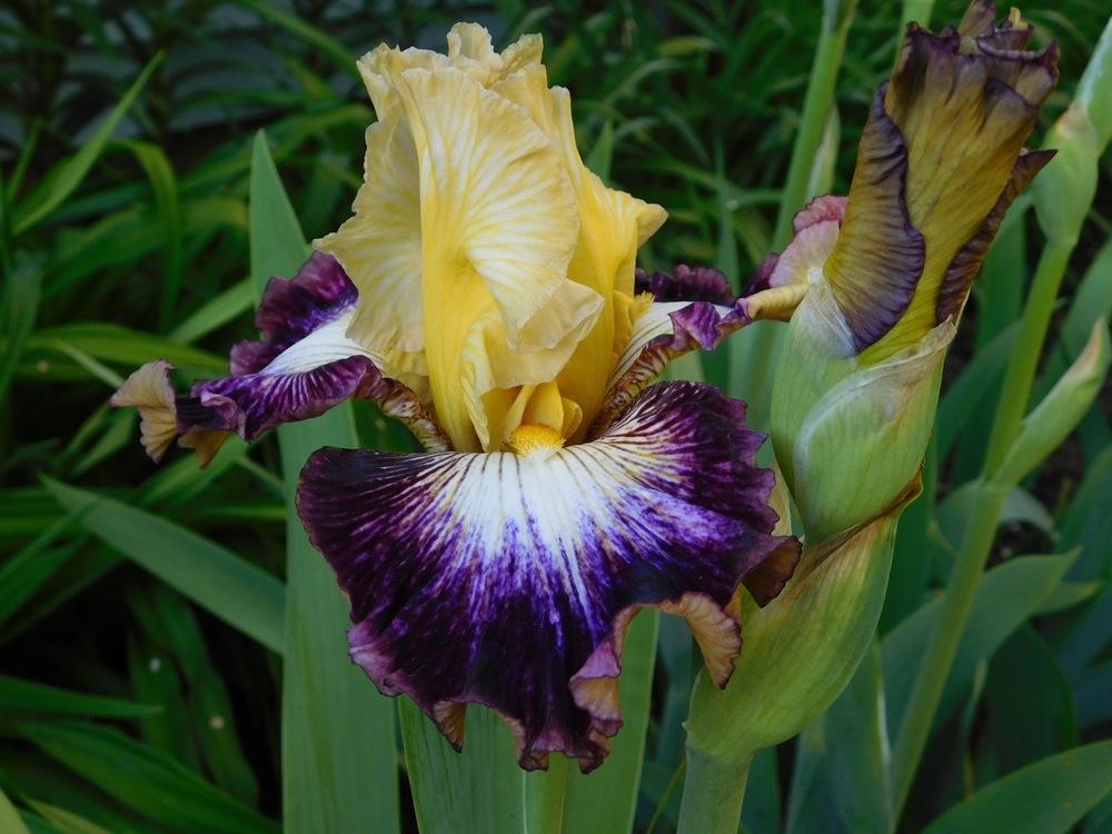 Photo of Tall Bearded Iris (Iris 'Cold Fusion') uploaded by bramedog
