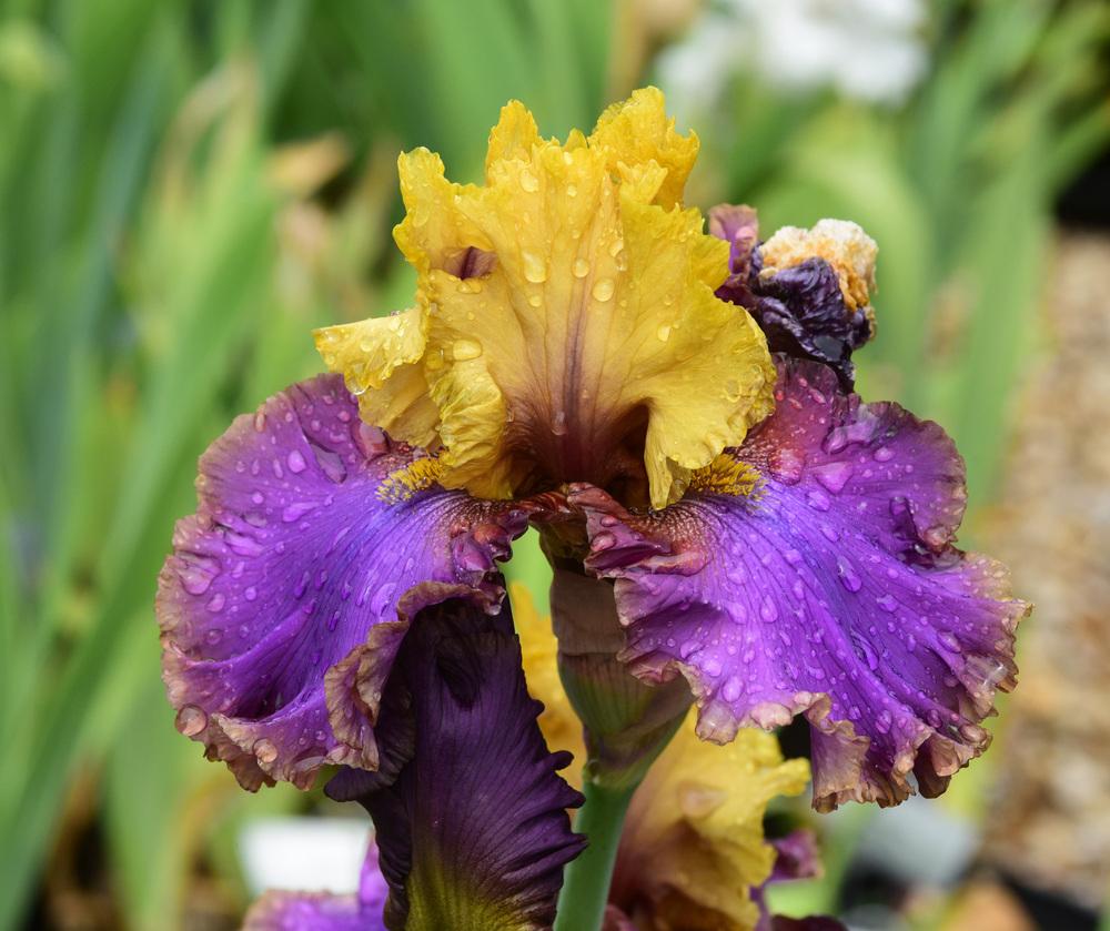 Photo of Tall Bearded Iris (Iris 'Deal or No Deal') uploaded by cliftoncat