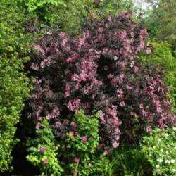 Location: Oxfordshire, England
Date: 2019-06-07
whole shrub in bloom