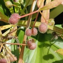 Location: My garden zone 5
Date: 2019-06-11
almost ripe seed pods