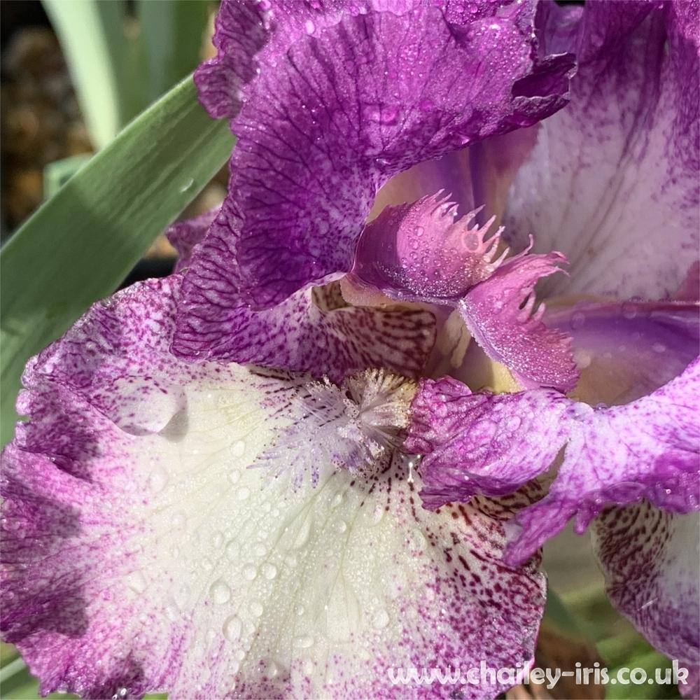 Photo of Tall Bearded Iris (Iris 'Mariposa Autumn') uploaded by jeffa