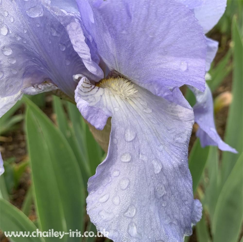 Photo of Tall Bearded Iris (Iris 'Jane Phillips') uploaded by jeffa