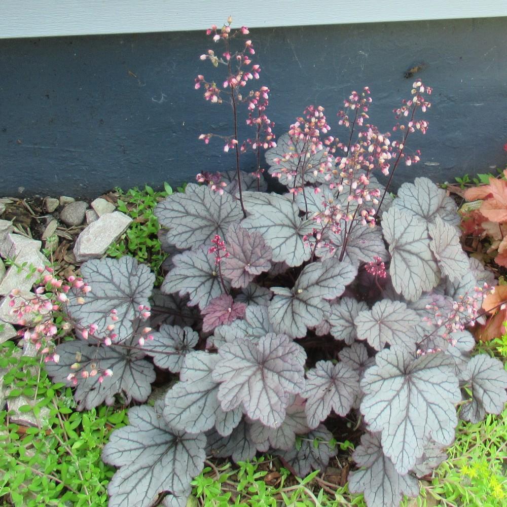 Photo of Coral Bells (Heuchera 'Berry Smoothie') uploaded by stilldew