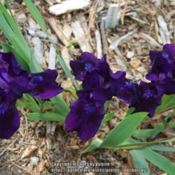 Location: My Garden, Ontario, Canada
Date: 2019-06-09
Very dark, velvety purple.