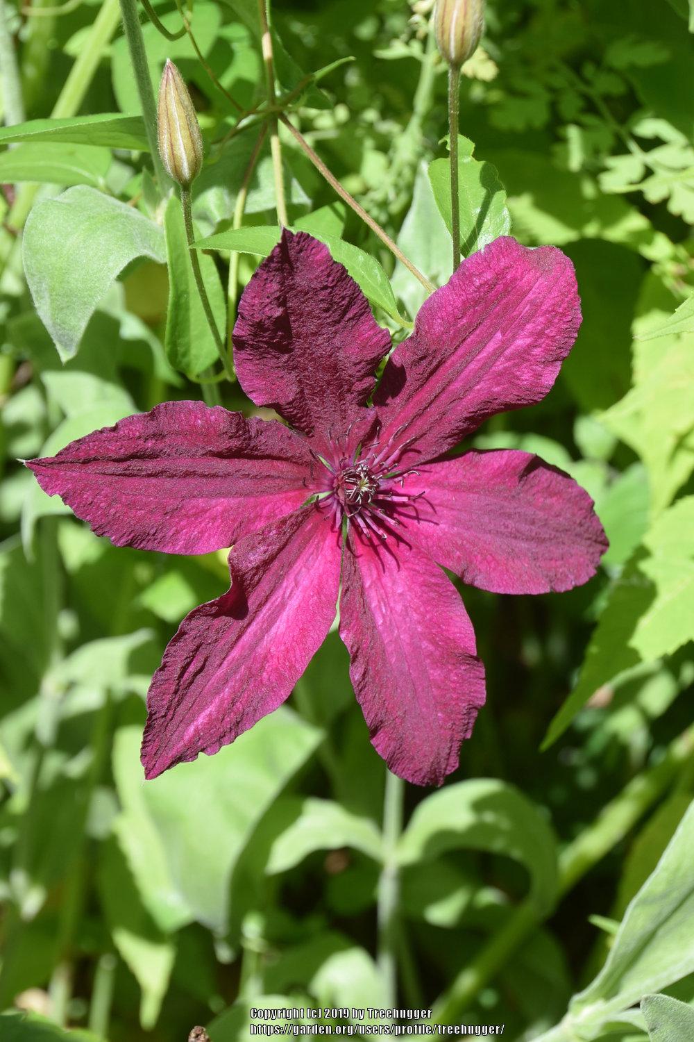 Photo of Clematis Ruutel™ uploaded by treehugger
