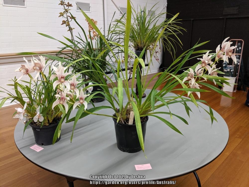 Photo of Orchid (Cymbidium Florinda) uploaded by Australis