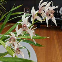Location: Cymbidium Orchid Society of Victoria meeting, Victoria, Australia
Date: 2019-06-11