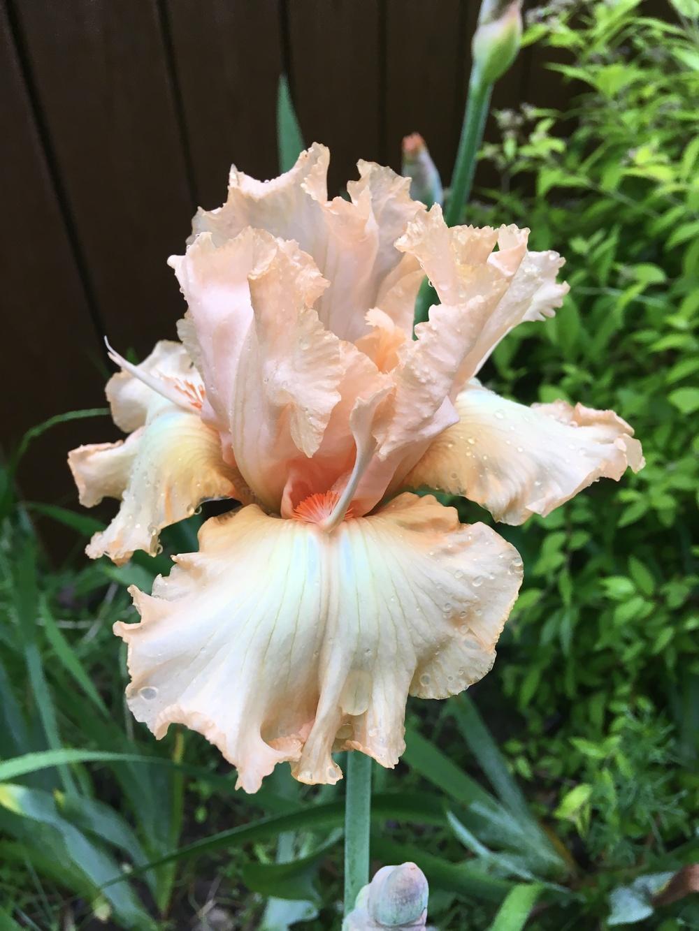 Photo of Tall Bearded Iris (Iris 'Capricious Candles') uploaded by Lbsmitty