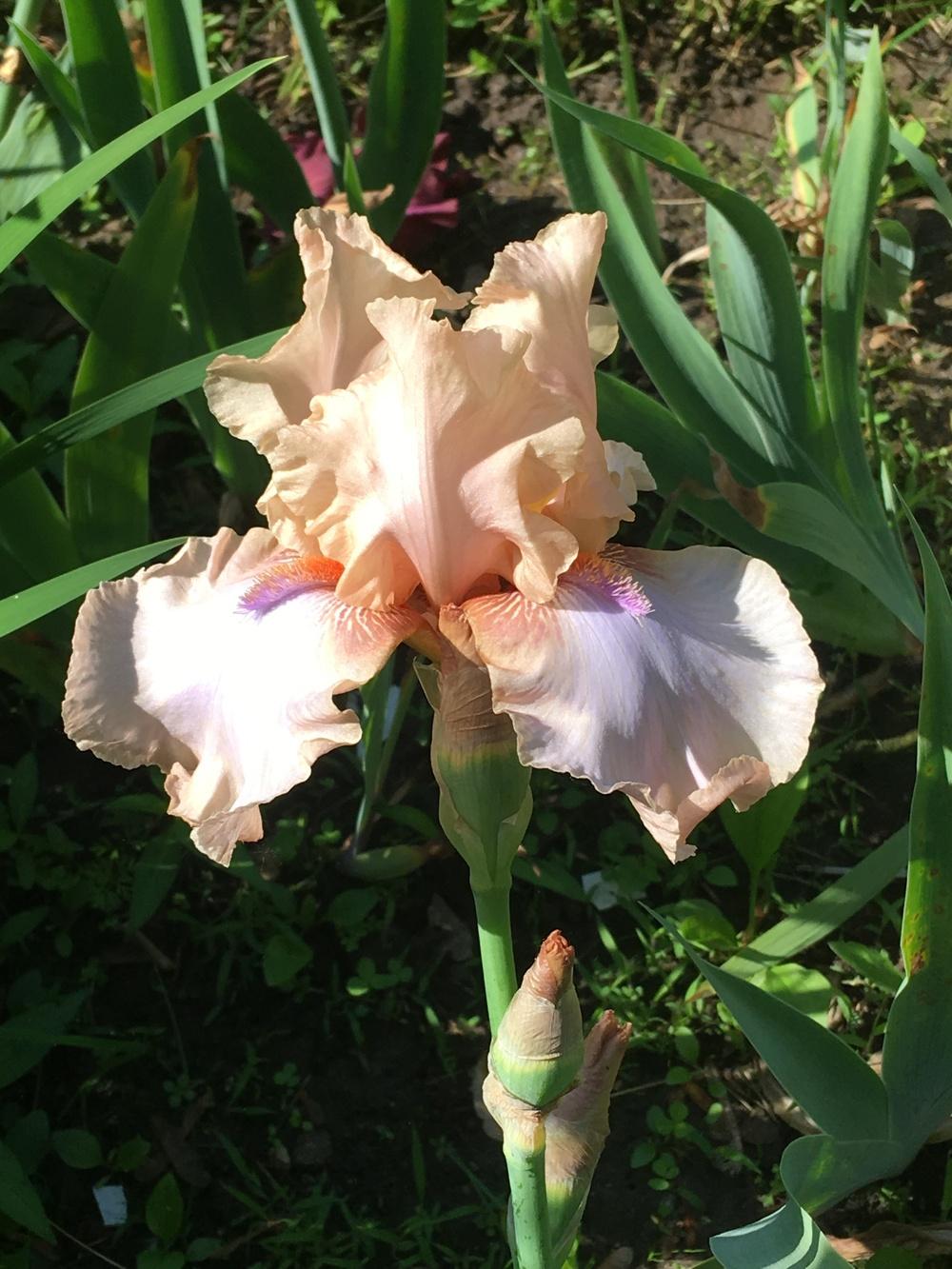 Photo of Tall Bearded Iris (Iris 'Power Point') uploaded by Lbsmitty
