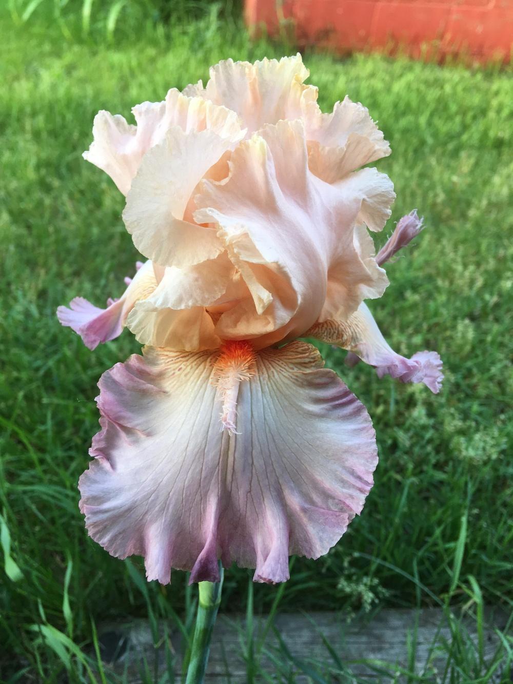 Photo of Tall Bearded Iris (Iris 'Tropical Delight') uploaded by Lbsmitty