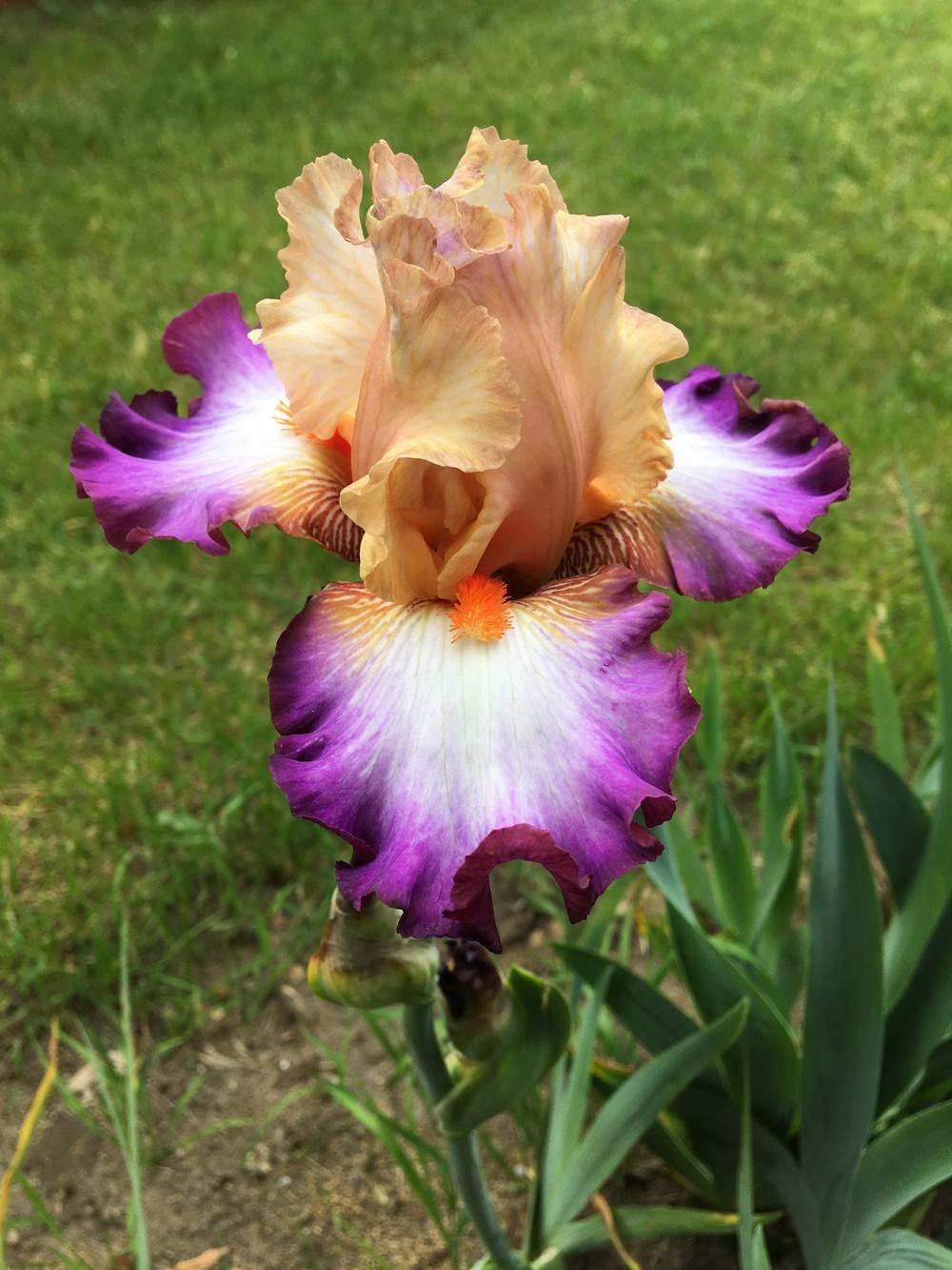 Photo of Tall Bearded Iris (Iris 'Be Original') uploaded by Lbsmitty