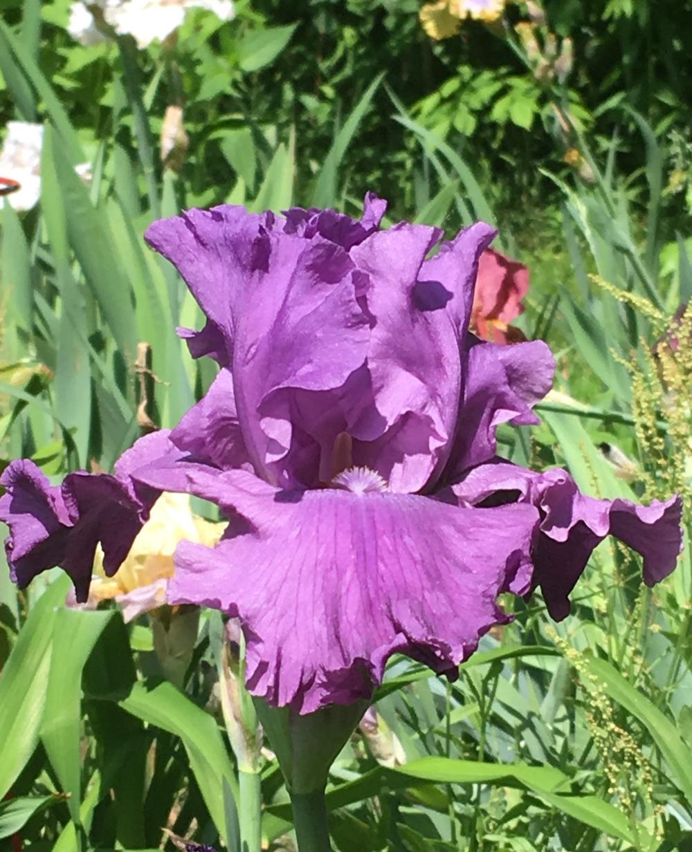 Photo of Tall Bearded Iris (Iris 'Rhinelander') uploaded by Lbsmitty