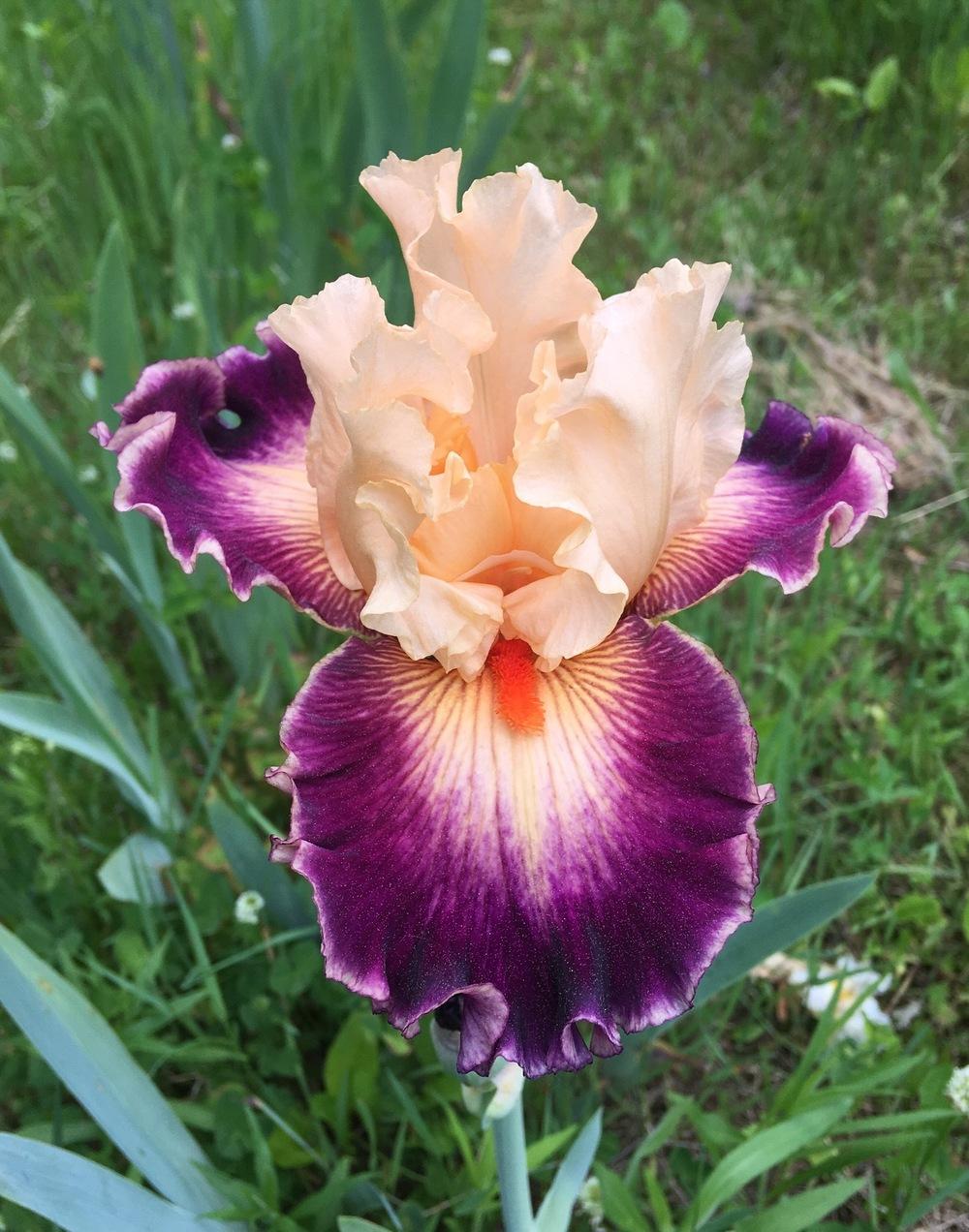 Photo of Tall Bearded Iris (Iris 'Uninhibited') uploaded by Lbsmitty