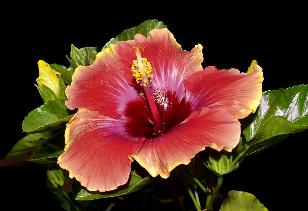 Photo of Tropical Hibiscus (Hibiscus rosa-sinensis 'Cosmic Dancer') uploaded by dawiz1753