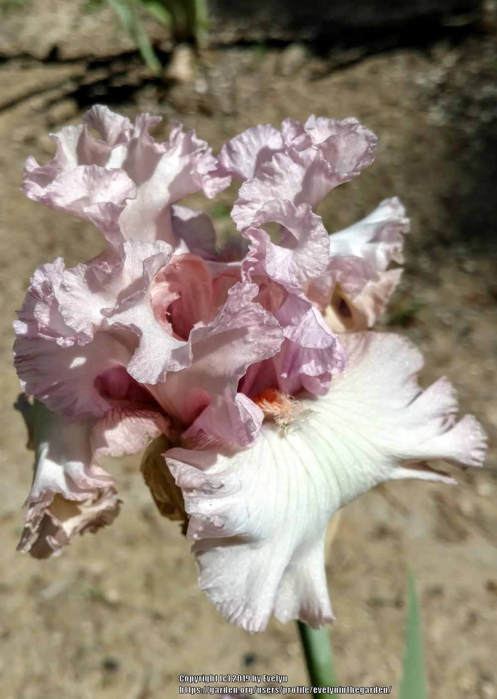 Photo of Tall Bearded Iris (Iris 'Poem of Love') uploaded by evelyninthegarden