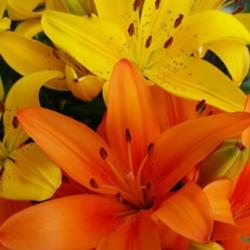 Location: My garden, Eagle Point, Oregon
Date: 2019-06-07
Asiatic Border Lilies