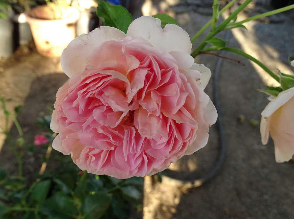 Photo of Rose (Rosa 'Abraham Darby') uploaded by Beth_NorCal