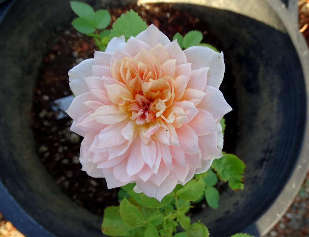 Photo of Rose (Rosa 'Grace') uploaded by Beth_NorCal