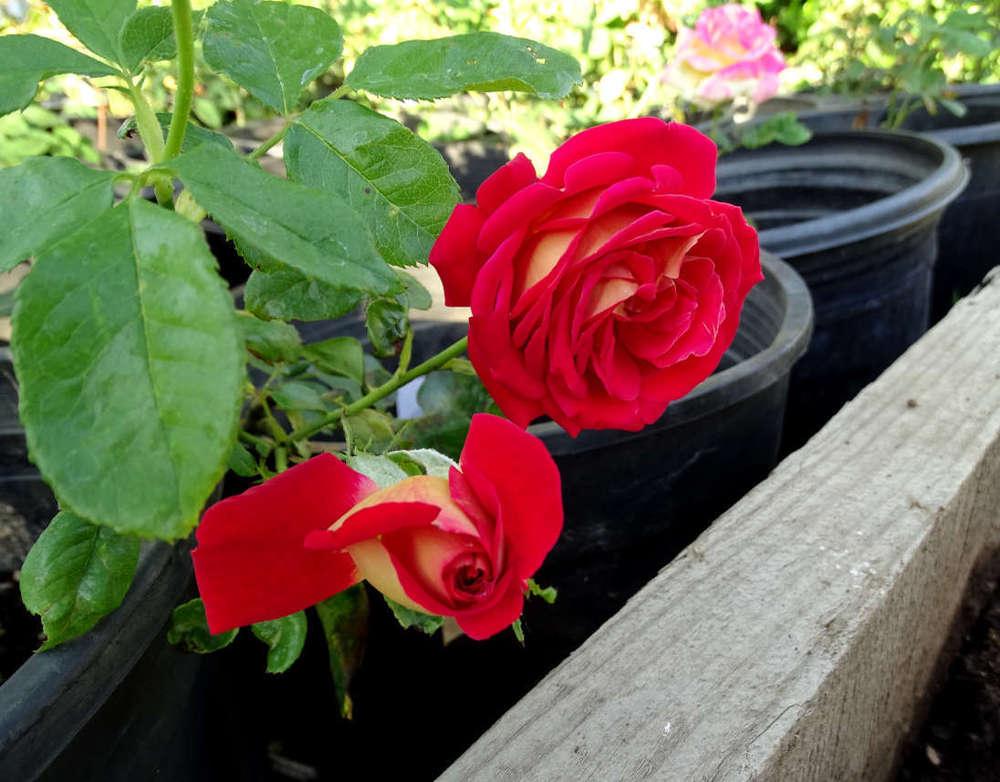 Photo of Rose (Rosa 'Gypsy Carnival') uploaded by Beth_NorCal