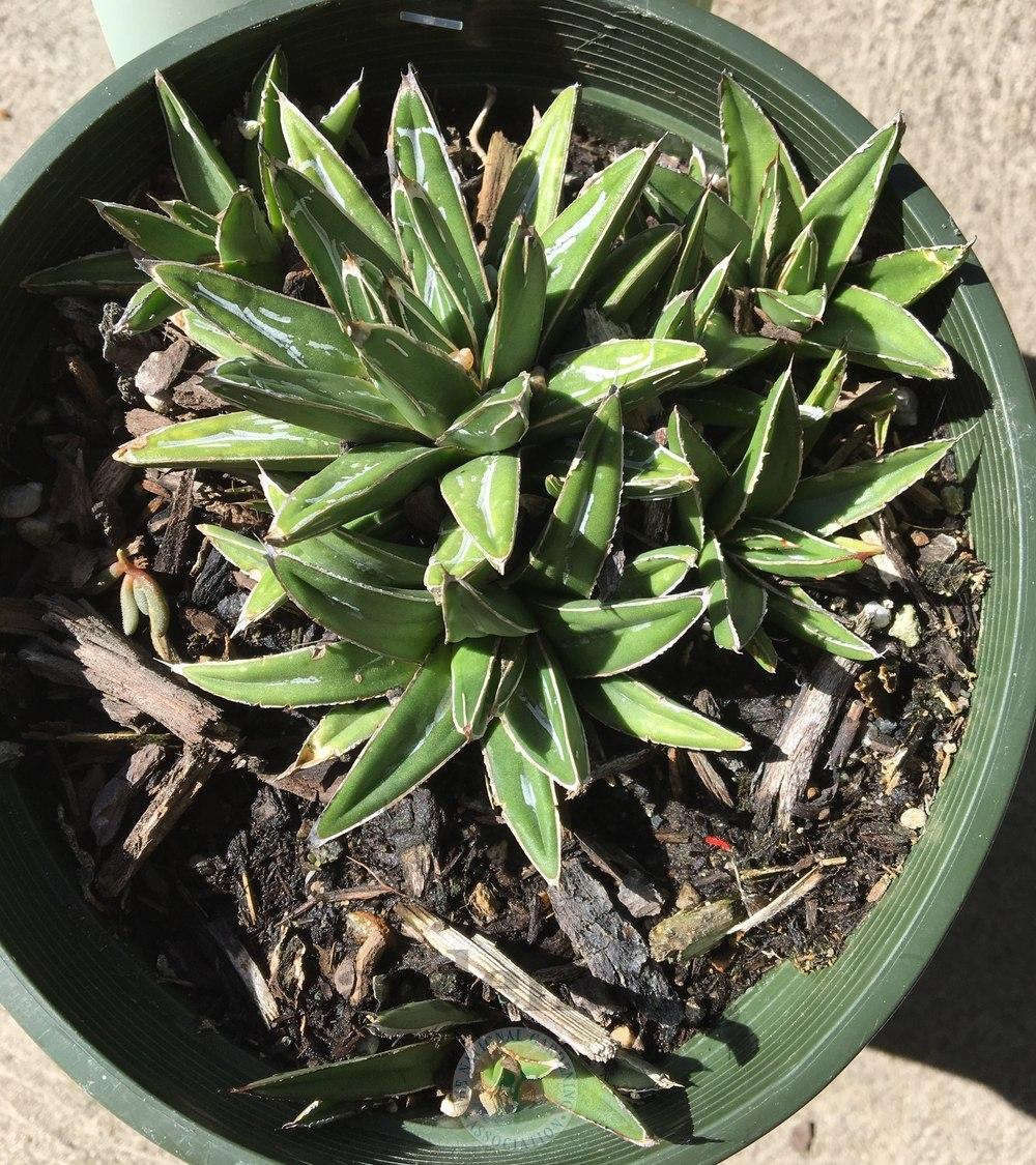 Photo of Queen Victoria Agave (Agave victoriae-reginae) uploaded by BlueOddish
