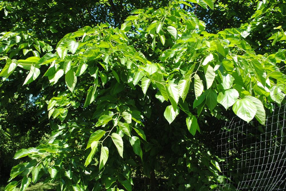 Photo of Mulberry Tree (Morus 'Illinois Everbearing') uploaded by ILPARW
