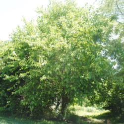Location: Landenberg, PA
Date: 2019-06-11
mature tree