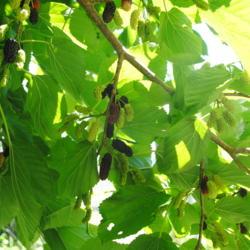 Location: Landenberg, PA
Date: 2019-06-11
mature dark fruit