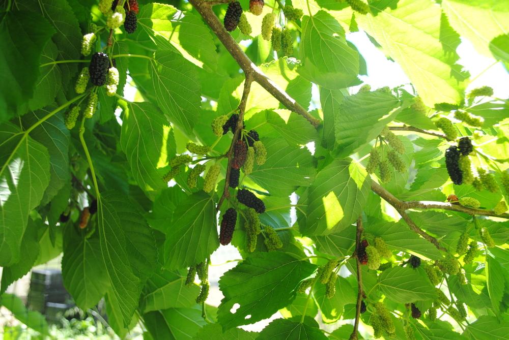 Photo of Mulberry Tree (Morus 'Illinois Everbearing') uploaded by ILPARW