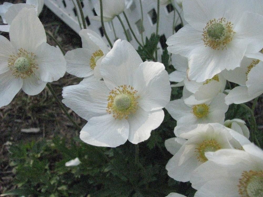 Photo of Snowdrop Anemone (Anemone sylvestris) uploaded by blue23rose