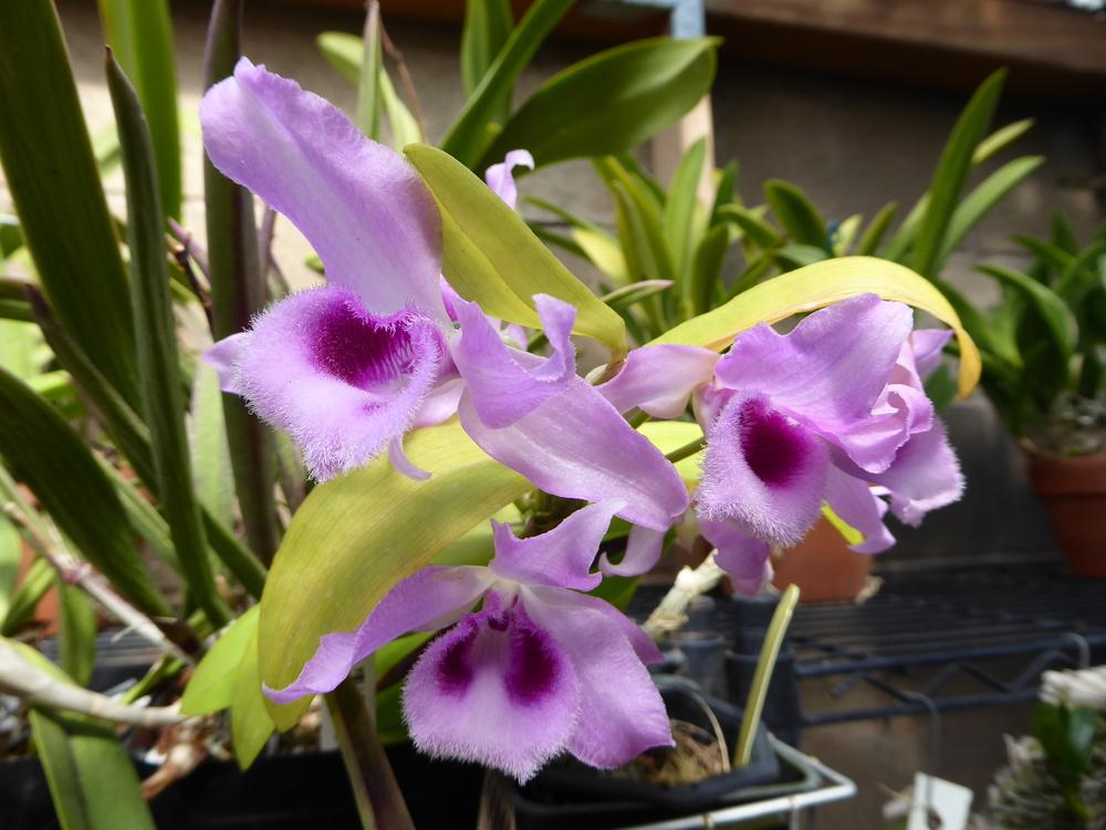 Photo of Orchid (Dendrobium anosmum 'Little Sweet Scent') uploaded by ctcarol