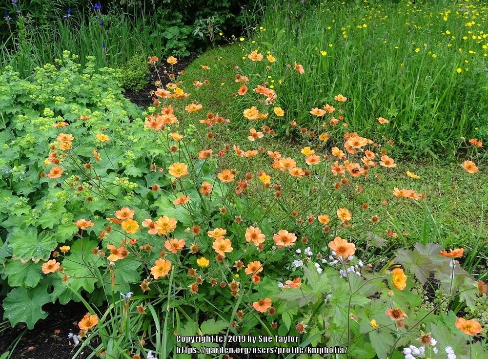 Photo of Avens (Geum 'Totally Tangerine') uploaded by kniphofia