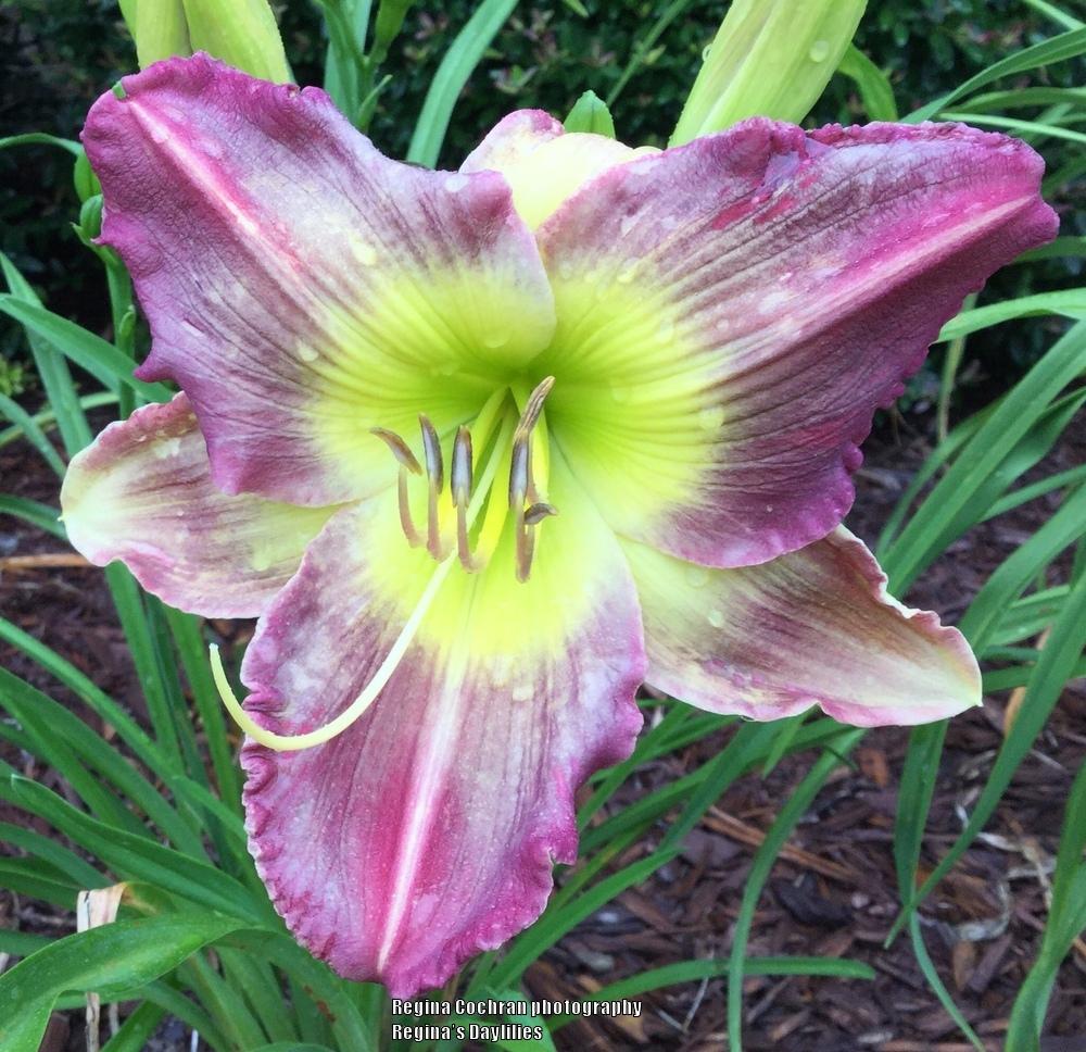 Photo of Daylily (Hemerocallis 'Pigment of Imagination') uploaded by scflowers