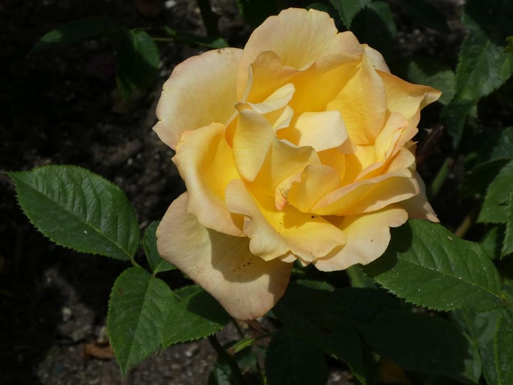 Photo of Rose (Rosa 'Gold Medal') uploaded by Bonehead