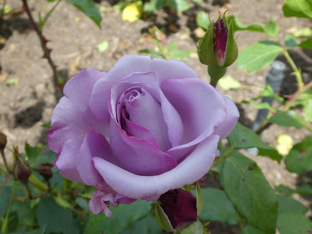 Photo of Rose (Rosa 'Neptune') uploaded by Bonehead